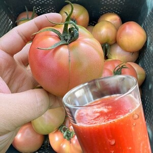[못난이] 주스용 유기농 완숙 토마토 3kg