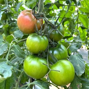 [정품] 유기농 완숙 토마토 5kg