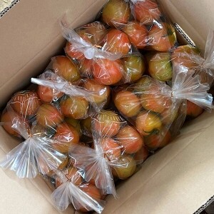 [정품] 유기농 완숙 토마토 8kg