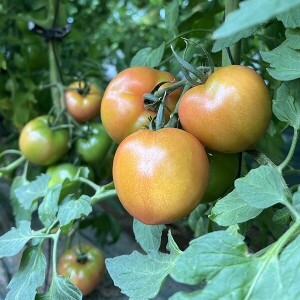 [정품] 유기농 완숙 토마토 3kg