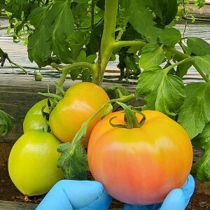 [정품] 유기농 완숙 토마토 5kg - 대과